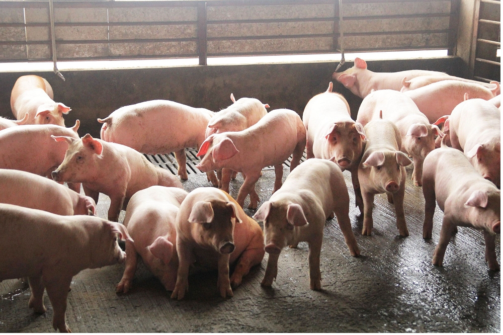 針對營養午餐業者使用國產豬產生的價差，農委會主委陳吉仲表示，將密切和業者討論，研擬合適的補助水準。（雲林縣政府提供）