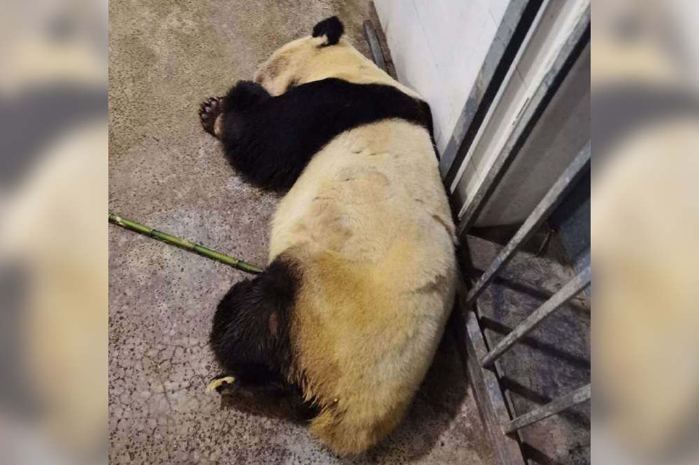 中國大熊貓保護研究中心指出，木柵動物園的明星大貓熊圓圓的母親、圓仔與妹妹的阿嬤「雷雷」，9月9日因癲癇發作死亡，年齡31歲。（取自中國大熊貓保護研究中心微博）