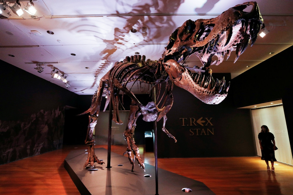 高約12公尺、全球最完整的暴龍標本「史丹」10月將進行拍賣。（湯森路透）