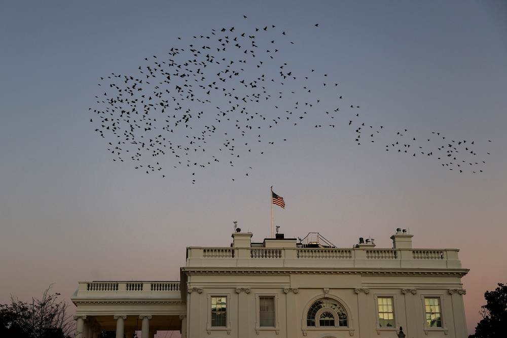 一群八哥鳥飛越美國白宮上方。（湯森路透）