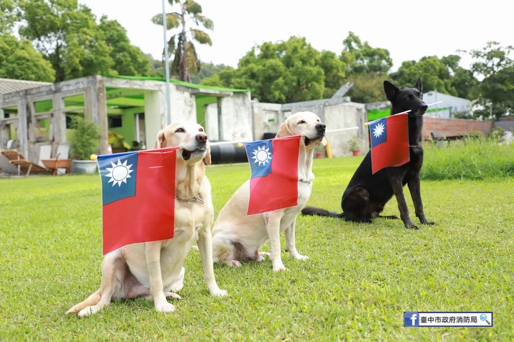台中搜救犬「旗」祝國慶日。（台中市府提供）