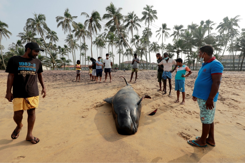 斯里蘭卡民眾協助救援擱淺的領航鯨。（湯森路透）