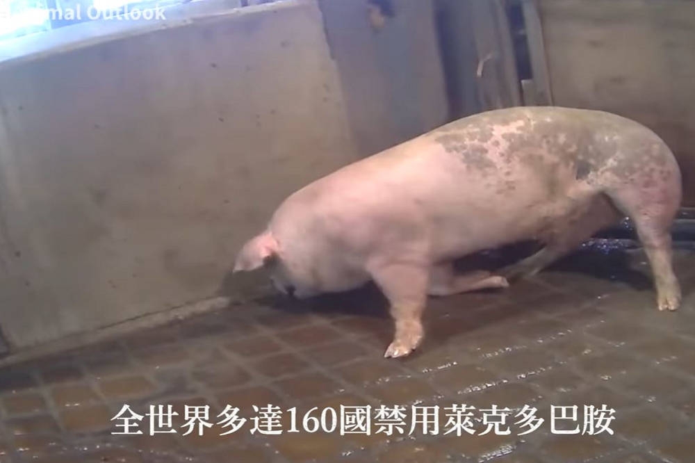 這支影片以豬隻抽搐畫面強調萊克多巴胺會造成豬隻情緒躁動、骨骼脆弱，引發綠營撻伐。（取自國民黨臉書影片）