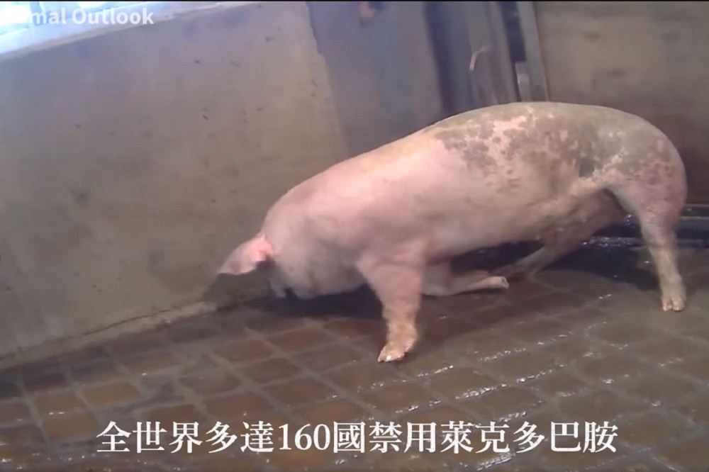 美國動保團體表示事前已清楚告知，無證據顯示影片中的豬隻遭餵食萊克多巴胺。國民黨對此表示，是自行詳查路透社的報導。（截取自國民黨臉書）