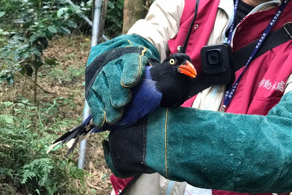 台南地檢署指揮調查人員破獲國內大型盜賣保育類野生動物集團。圖為台灣藍鵲。（台南地檢署提供）