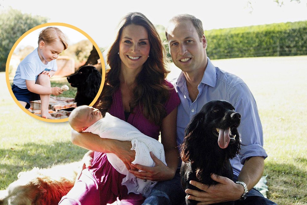 英國威廉王子和凱特王妃一結婚，就養了愛犬「盧波」（Lupo）。（取自KensingtonRoyal Instagram、twitter／上報製圖）