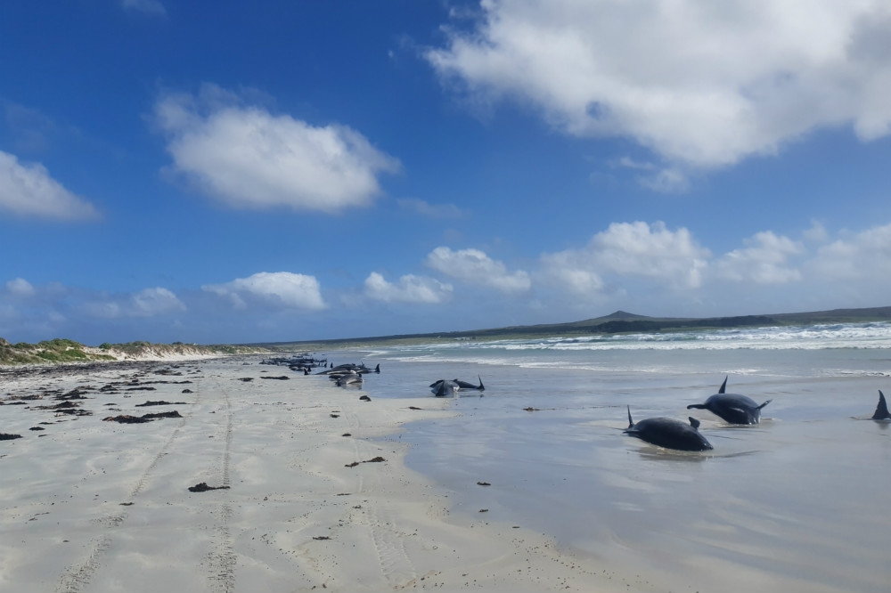 紐西蘭查塔姆群島海灘驚見近百頭領航鯨集體擱淺。（湯森路透）