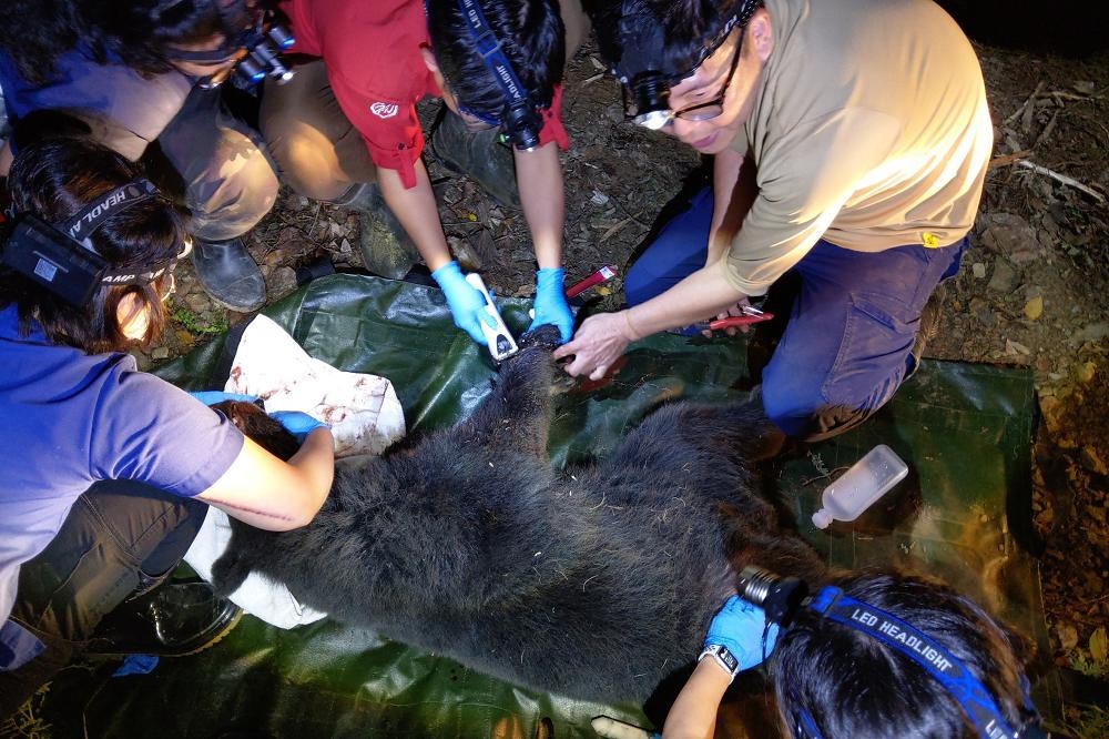 台灣黑熊陷入套索陷阱，右前肢與右臉頰有明顯外傷，10日晚上現場麻醉並緊急處置情形。（林管處提供）