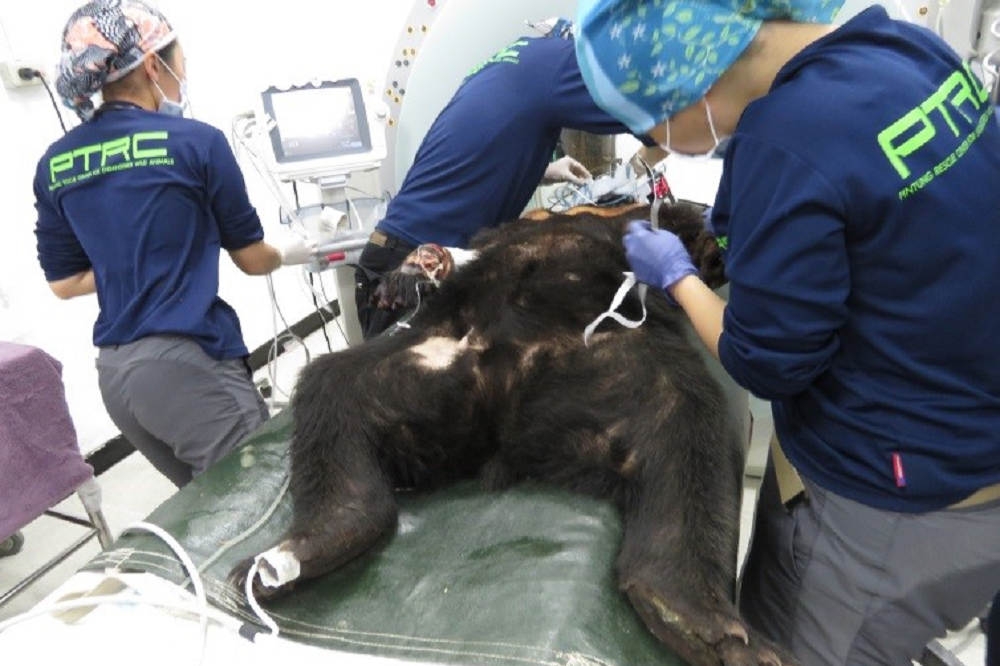 受困吊索陷阱的黑熊接受插管和手術，還發現身上有3處槍傷，將由台東地檢署偵辦。（保七第九大隊提供）