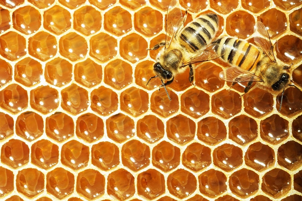 （取自 2019 © Robert Schmidt, Beautiful Honey Comb @ Flickr, CC BY-SA 2.0.）