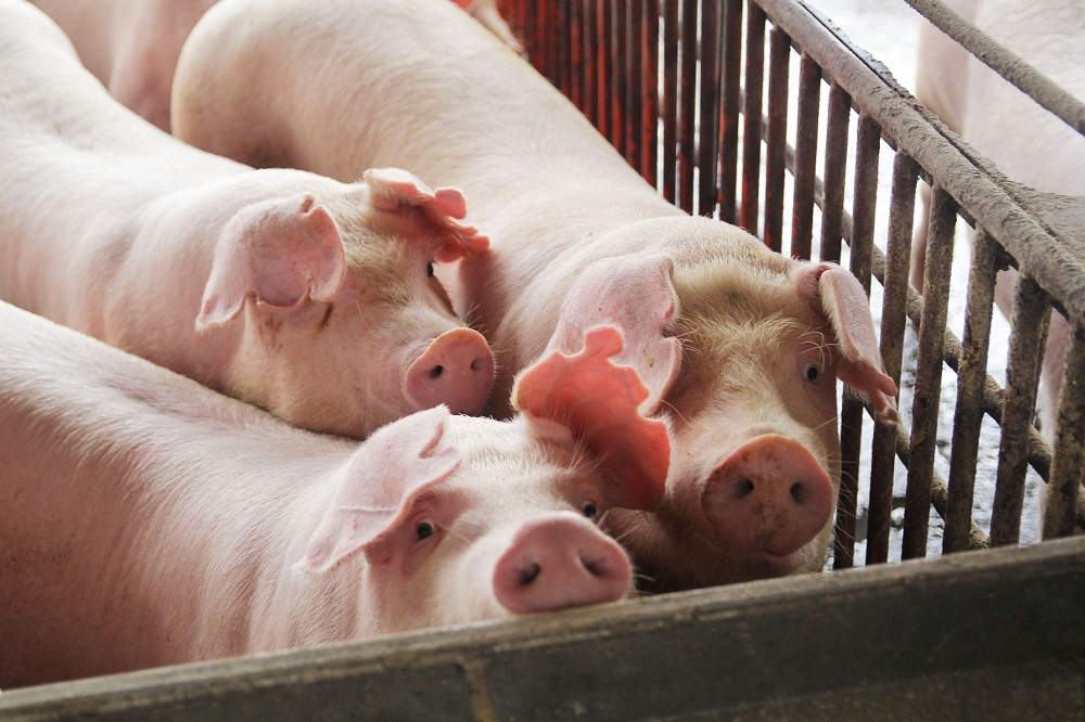 自8月底蔡英文公布2021年1月1日將開放瘦肉精美豬進口後，萊豬引發的爭議便再沒有從媒體版面上退下過。（嘉義縣政府提供）