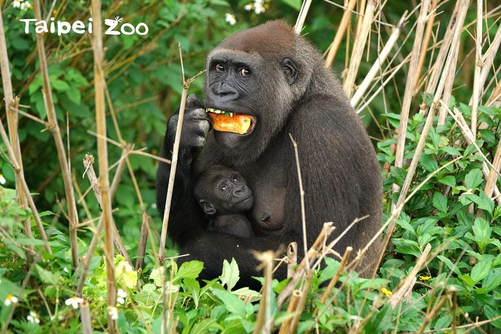 荷蘭渡海來台的雌性金剛猩猩Tayari在今年10月產下頭胎寶寶，經過網友票選命名為「Jabali」。（取自「Taipei Zoo 臺北市立動物園」臉書粉專）