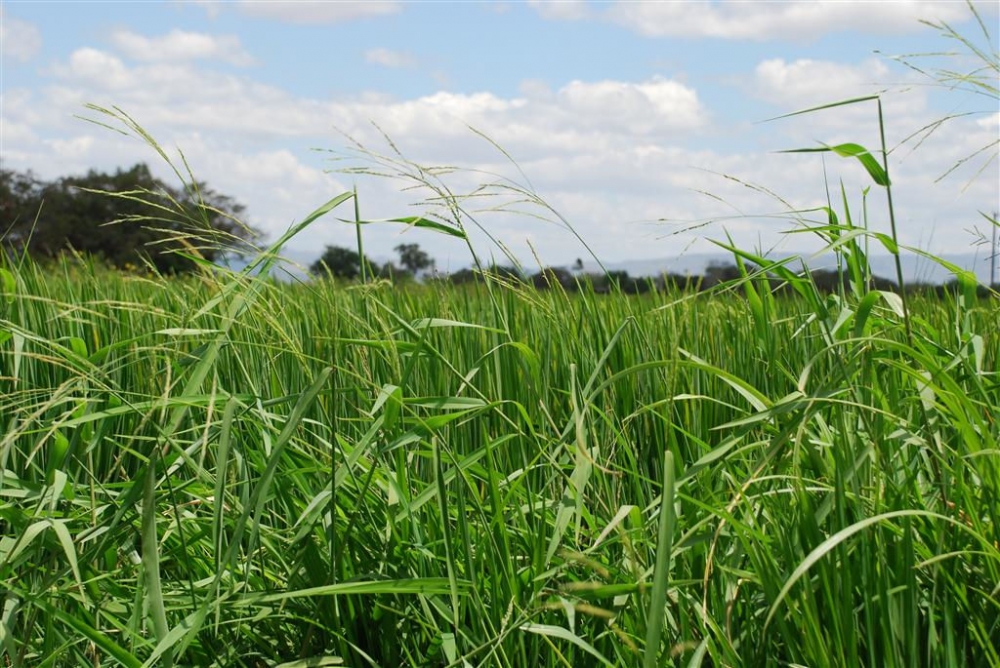 農業新制將在元旦上路，農委會首推稻作四選三措施，最少需1個期作申報種植水稻以外作物。（取自農委會）
