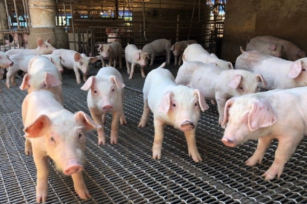 政府將在明年元月1日開放美豬進口，引發爭議。示意圖。（高雄市政府提供）
