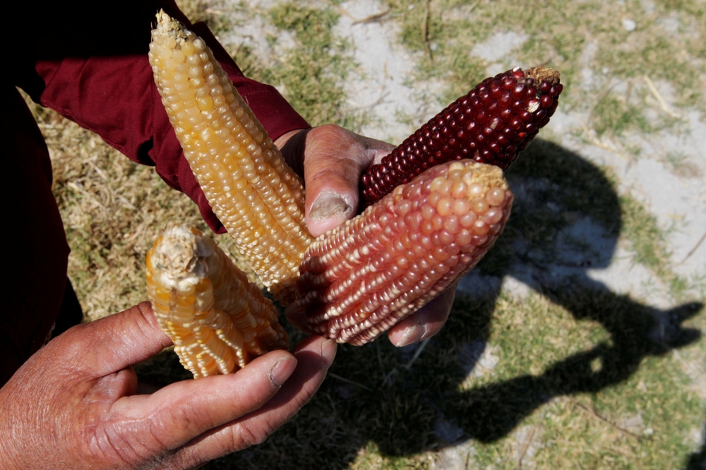 墨西哥政府發佈新法令，禁止農民種植基因改造的玉米。（湯森路透）