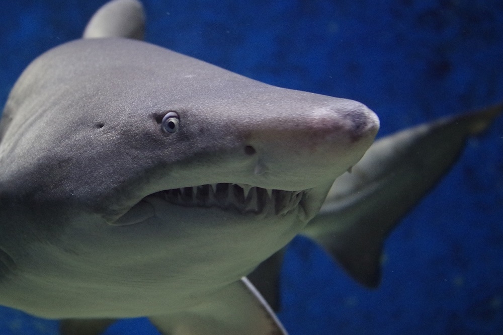 纽西兰惊传因鲨鱼攻击而丧命的意外。图为示意图。（pixabay）(photo:UpMedia)