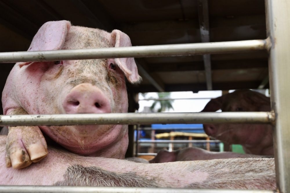 2021元旦美豬正式開放進口，食藥署也推出「豬肉儀錶板」網站將資料透明化，卻爆出豬肉儀表板與邊境查驗自動化管理系統不同調。（資料照片／蔣銀珊攝）