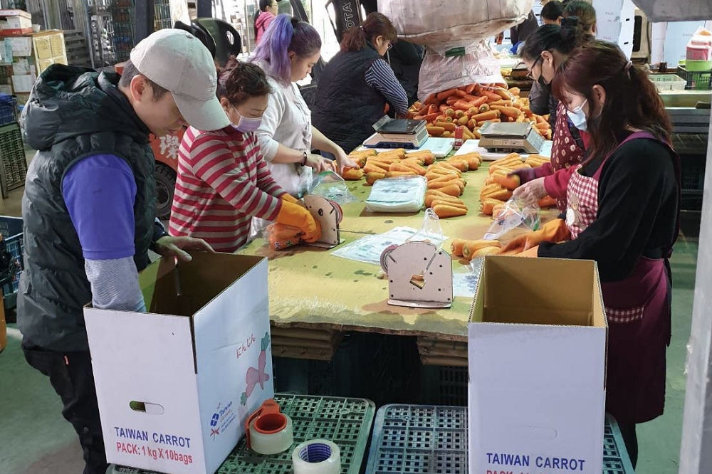雲林蔬果外銷獲大訂單，2日百噸蔬果行銷至新加坡。（雲林縣政府提供）