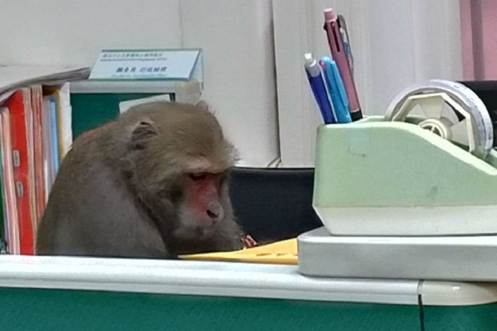 中山大學近日有台灣獼猴闖入辦公室，恰似在辦公樣子引發網友熱議。 （取自臉書）