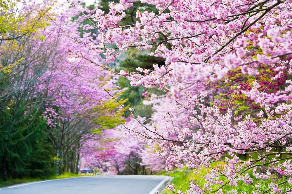 台中武陵農場櫻花盛放。（台中觀旅局提供）