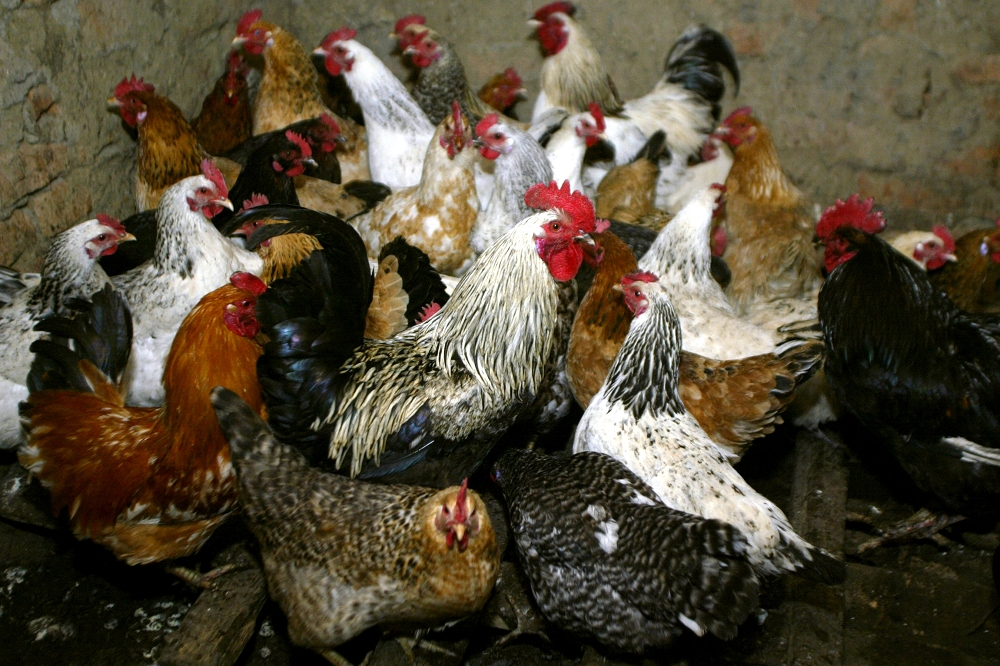 俄羅斯農場的雞隻等待接種禽流感疫苗。（湯森路透）