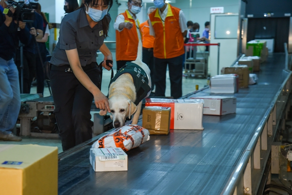 馬來西亞爆發非洲豬瘟，即日起，攜帶馬來西亞豬肉製品入境即可開罰20萬元。（資料照片／蔣銀珊攝）