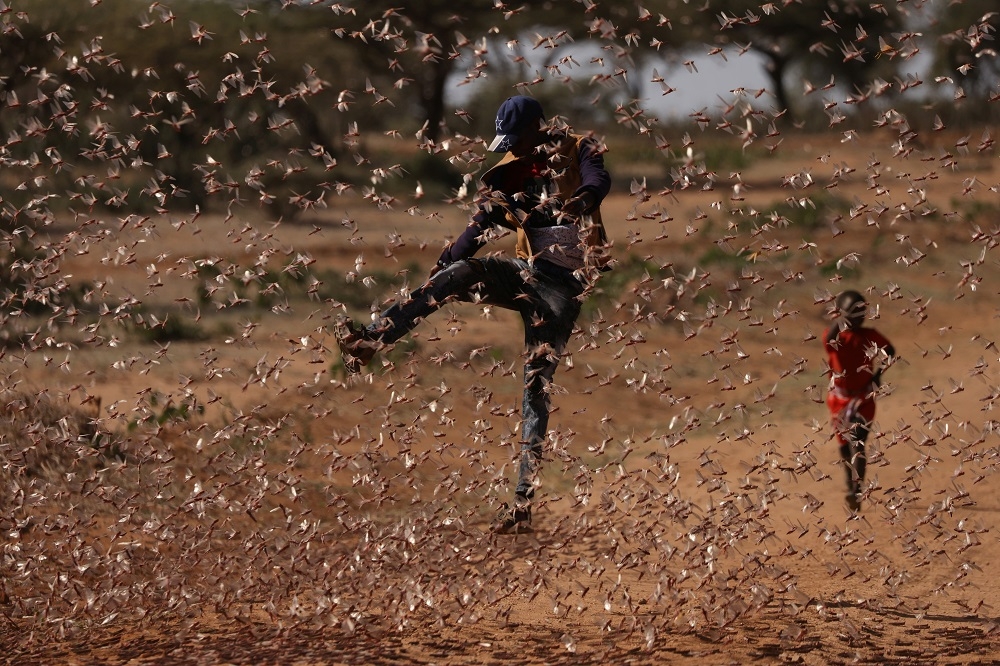 一名男子在肯亞魯穆魯蒂鎮（Rumuruti）試圖趕走一群沙漠蝗蟲。（湯森路透）