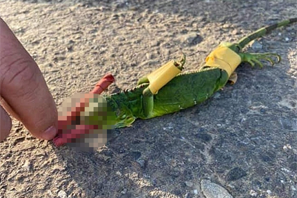 綠鬣蜥的嘴被塞入鞭炮慘遭炸死。（翻攝自「爆怨公社」）
