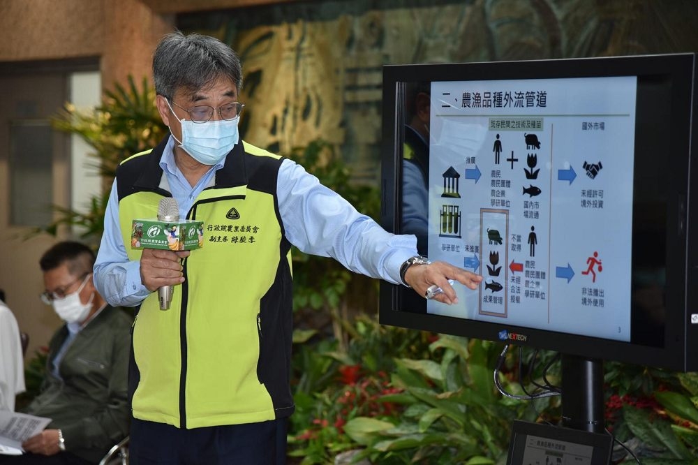 近日傳出中國當地大力推銷台灣品種的金鑽鳳梨，為遏止台灣品種、種植技術外流，農委會祭出禁回銷等措施。（農委會提供）