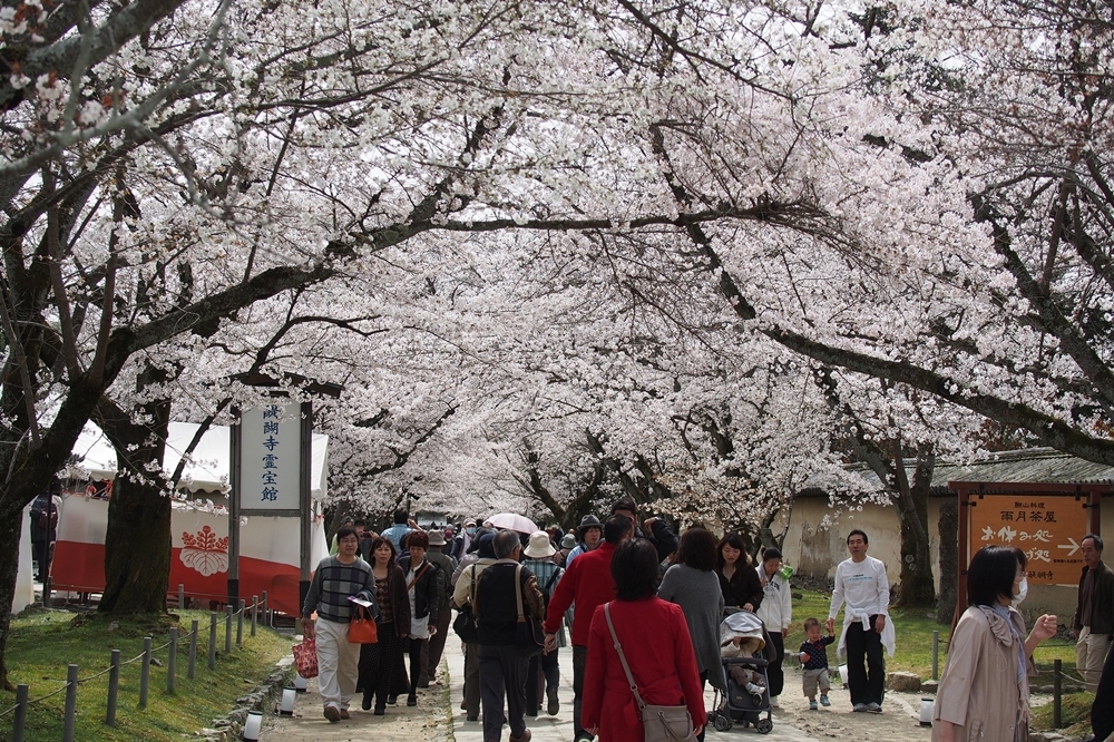 醍醐寺的賞櫻人潮（2013 © othree , 醍醐寺 櫻花 @ Flickr, CC BY-SA 2.0.）