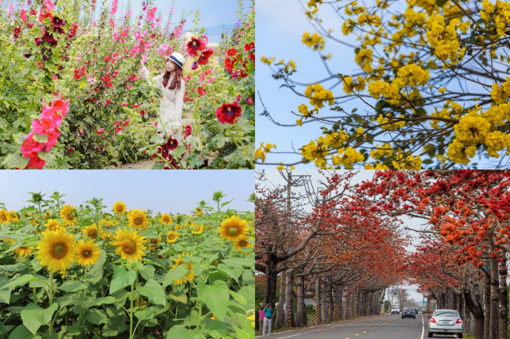 3 月份各式的花朵已盛開（台南市政府提供）