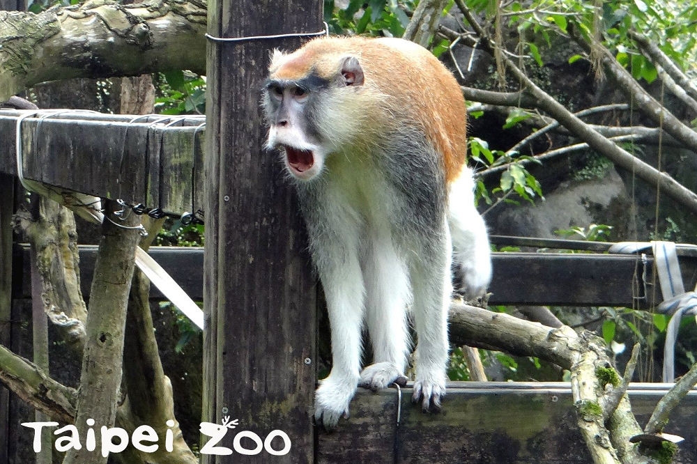 北市動物園紅猴「男道（公）」15日脫逃，是身形魁武的雄猴。（取自動物園大貓熊新聞稿）