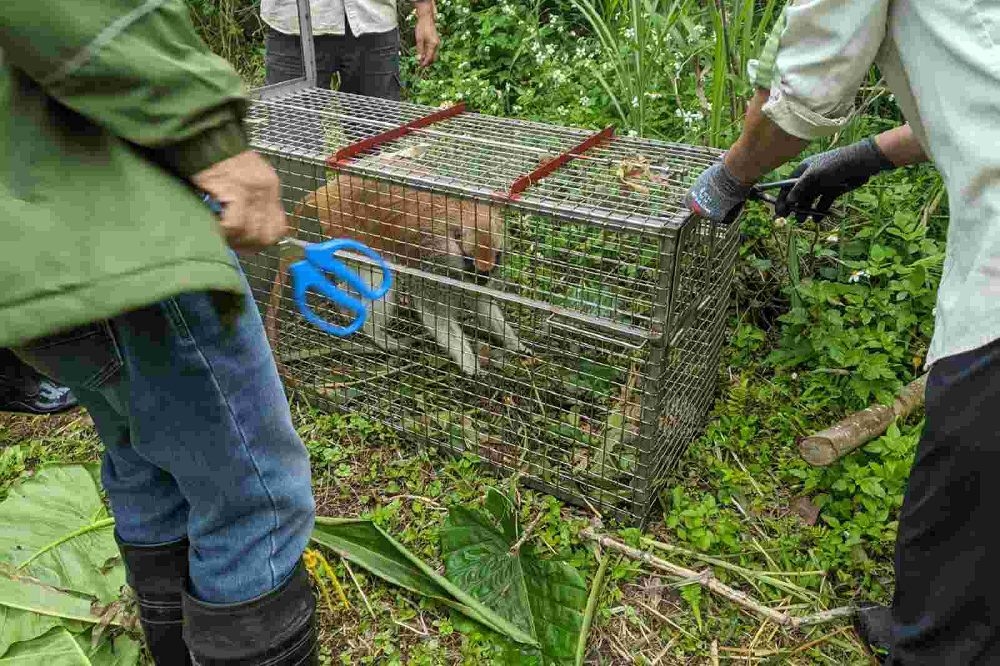 台北市立動物園紅猴「男道」15日脫逃，18日在找到了牠。（台北市立動物園提供）