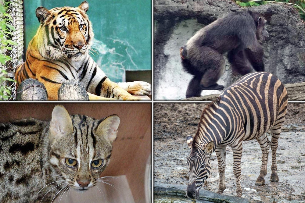 動物園內是個多樣化的大家庭，許多動物都曾有脫逃紀錄。（台北市立動物園提供）