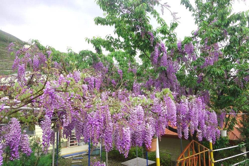 往年環山部落內的民宿被盛開的紫藤花包圍（幸福銀杏蘭莊提供）