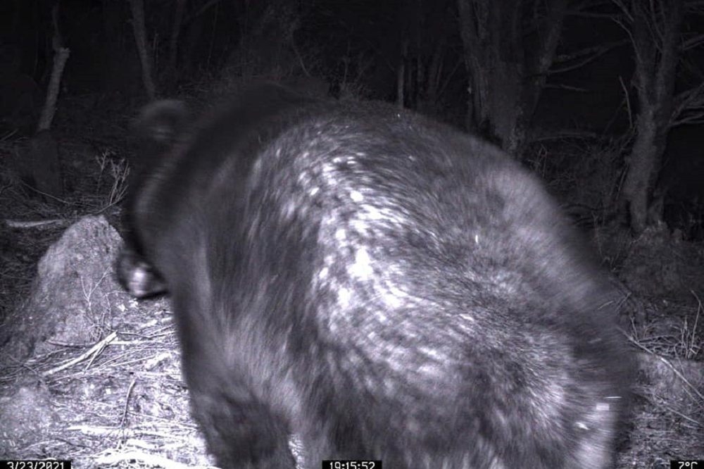 台東林管處在嘉明湖登山距離向陽山屋100公尺，監視器拍到一隻成年黑熊經過，以黑熊背影研判，體重大約在80至90公斤。（取自愛上嘉明湖臉書）