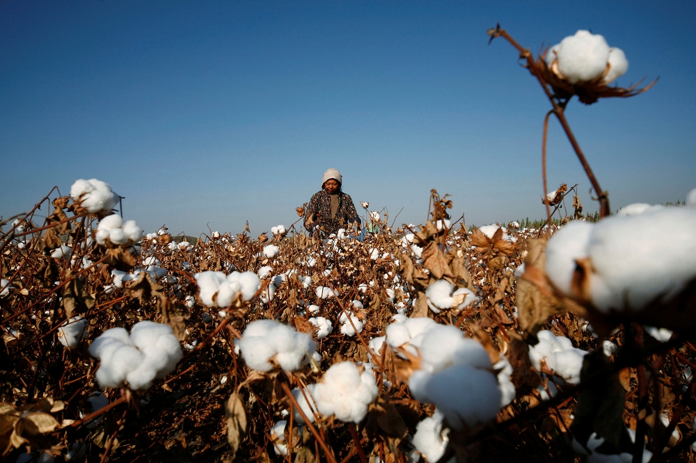 新疆維吾爾自治區一名農民正在巡視棉花田。（湯森路透）