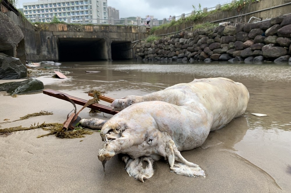 日前漂浮在新北市龜吼平台岸際海面的死豬確認感染非洲豬瘟。（農委會提供）