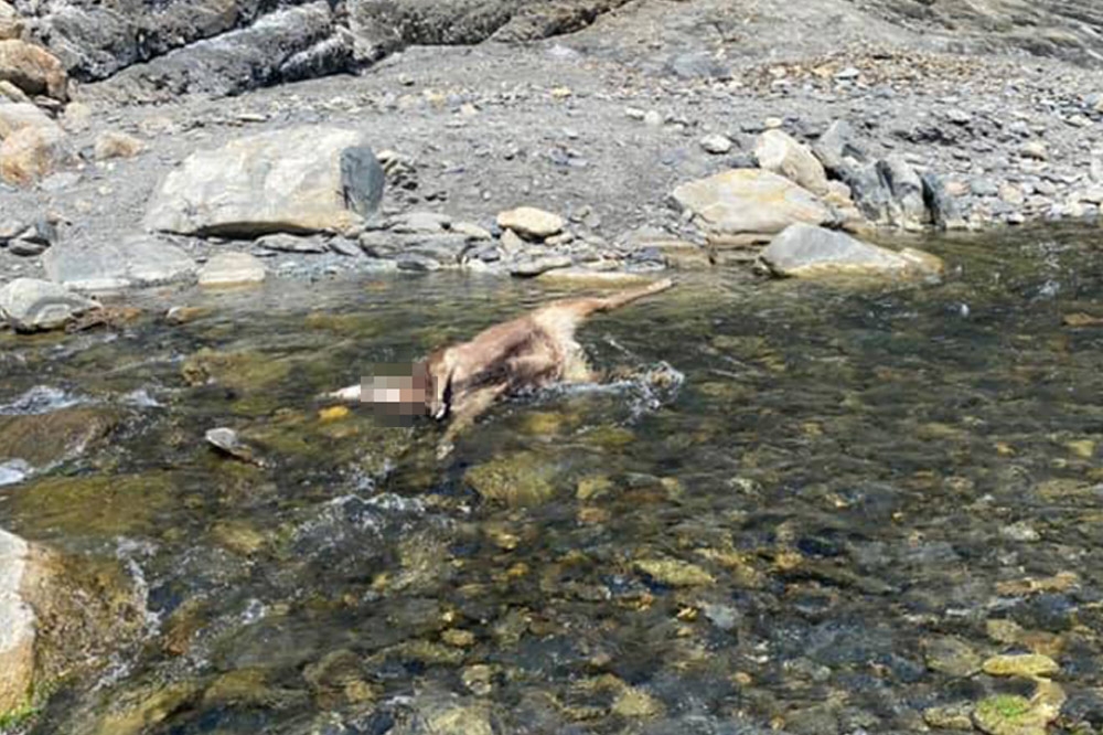 網友表示丹大野溪溫泉出現8隻水鹿無頭屍。（翻攝自臉書社團「台灣溫泉探勘網」）