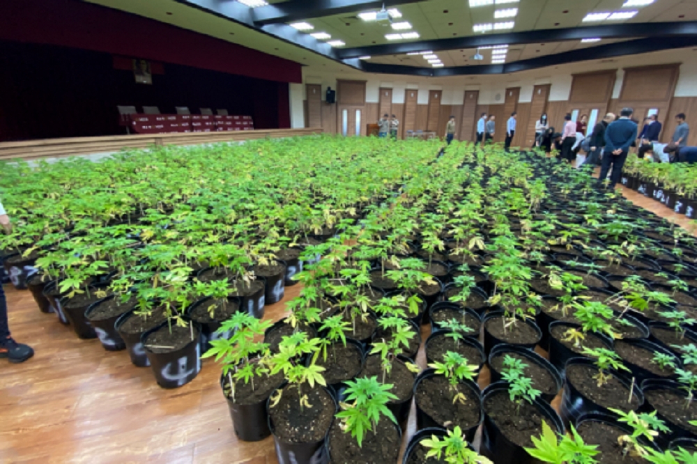 調查局3月在新竹關西山頭查獲超過1600株大麻植栽。（調查局提供）
