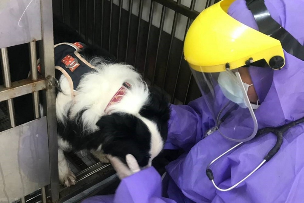新北市政府動保處將犬隻帶回安置，並依防疫程序進行14天隔離。（取自新北動保處官網）