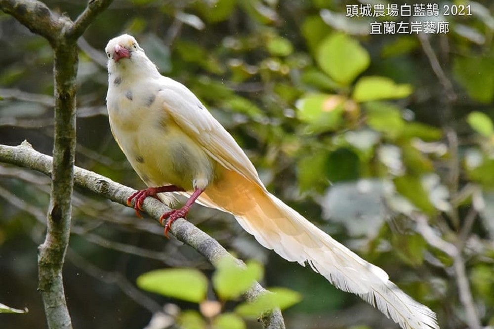 名副其實「世界獨一無二」的「白化藍鵲」，最近已經開始今年的孵育。（宜蘭左岸藝廊／周俊雄提供）