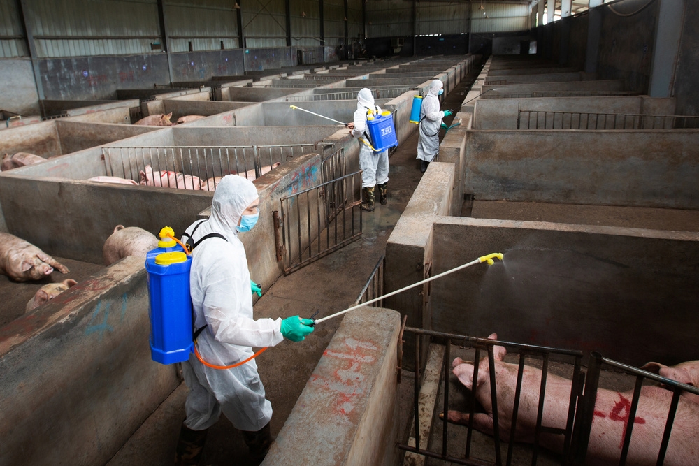一度受到非洲豬瘟衝擊的中國，檢疫人員對畜牧場進行消毒。（湯森路透）