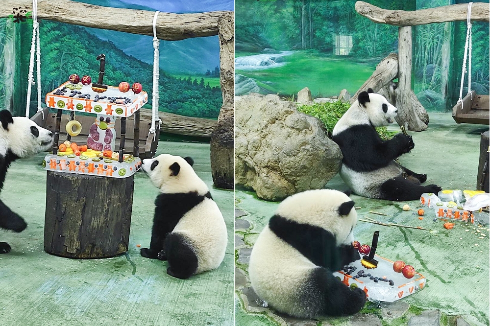 台北市立動物園28日為大貓熊寶寶「圓寶」舉辦滿周歲抓周活動。（擷自台北市立動物園臉書）