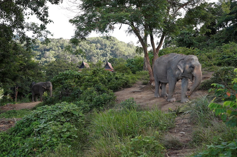 大象的棲息地近來越來越受到伐木、耕作和火災威脅。（湯森路透）