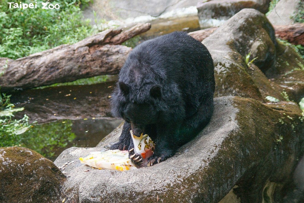 动物园小黑熊享用园方特制的清凉冰品，度过美好夏日午后。（取自动物园官网）(photo:UpMedia)