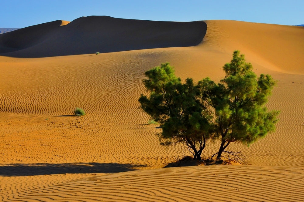 撒哈拉沙漠一隅（2015 © Michael Wong , DSC_2244rev @ Flickr, CC BY-SA 2.0.）