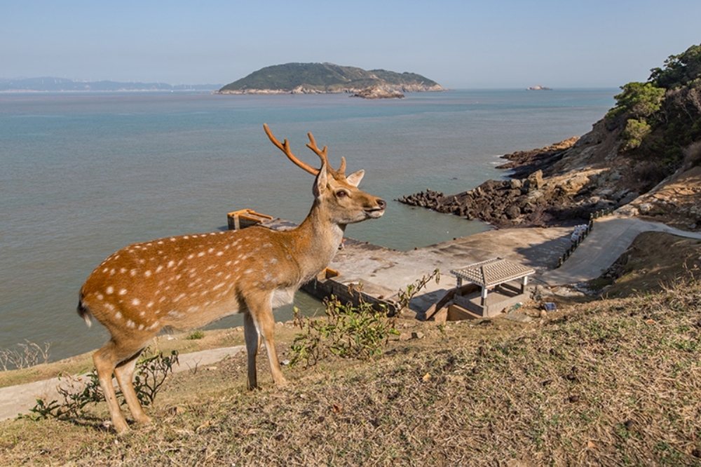 連江縣產發處前處長劉德全自認大坵島梅花鹿太多，竟要求民宿業者屠殺83隻梅花鹿。圖為示意圖。（取自馬祖國家風景區管理處網站）