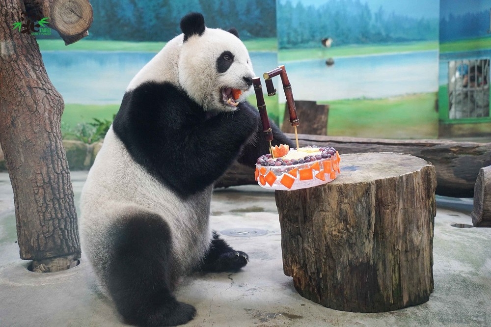 「圓仔」代替腹痛的爸爸「團團」，獲得一個小蛋糕分享生日的喜悅。（取自台北市立動物園臉書）