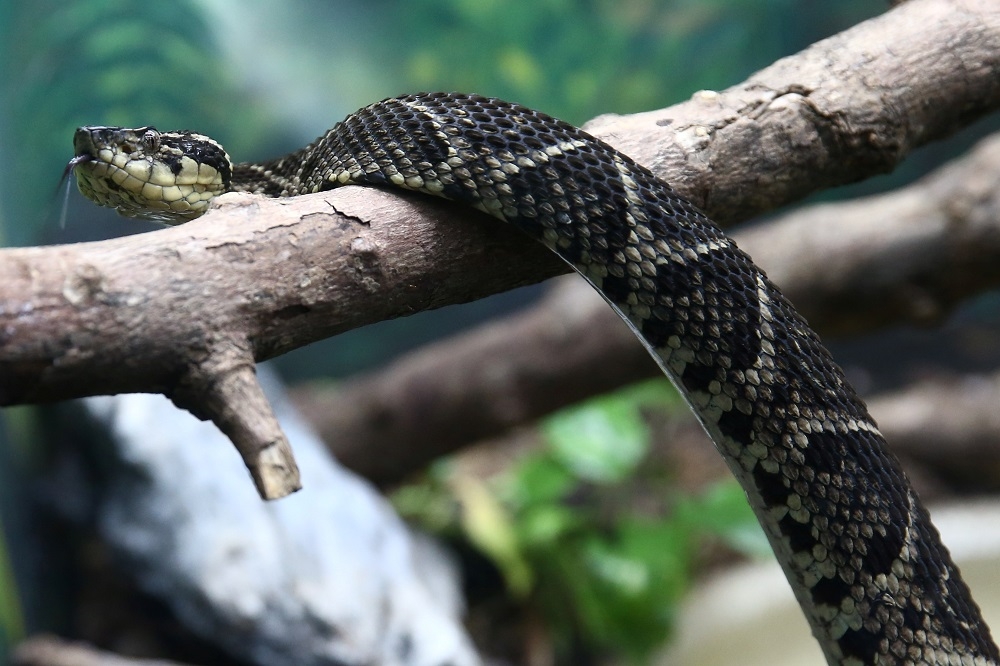 巴西最大型的毒蛇之一Bothrops jararacussu。（湯森路透）